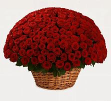 Премиум букет из: Розы #REPLACE_PRED# Зональной Станции